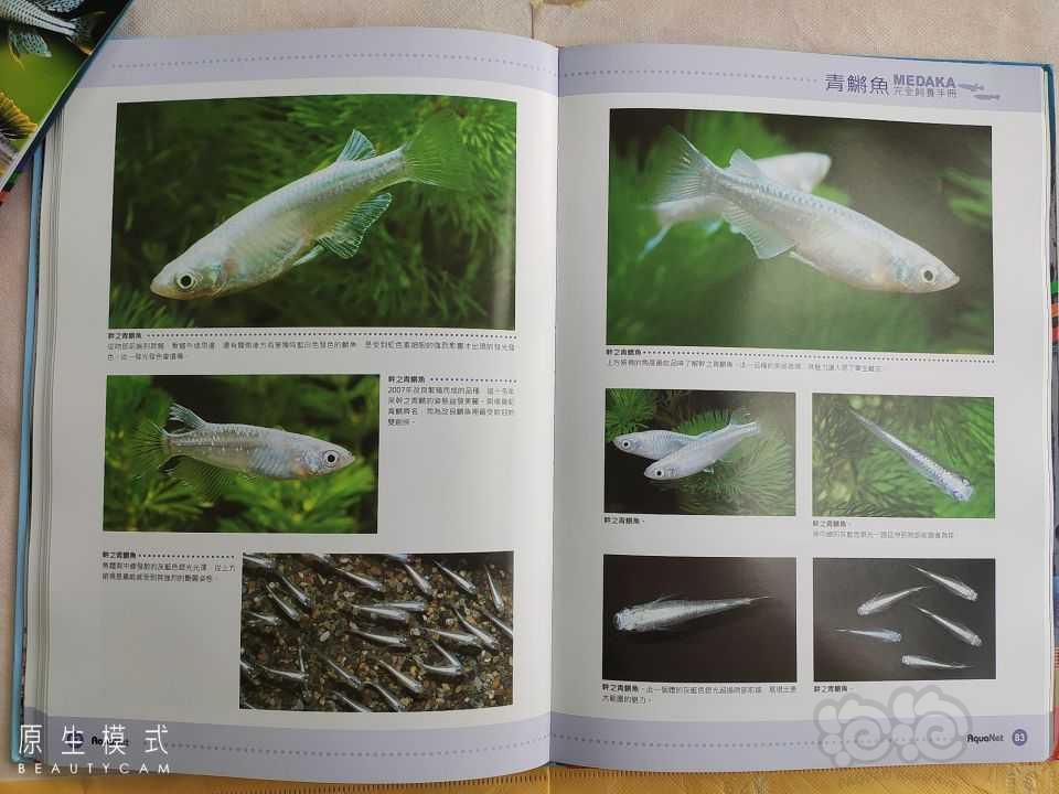 出观赏鱼书籍《青鳉鱼完全饲养手册》-图6