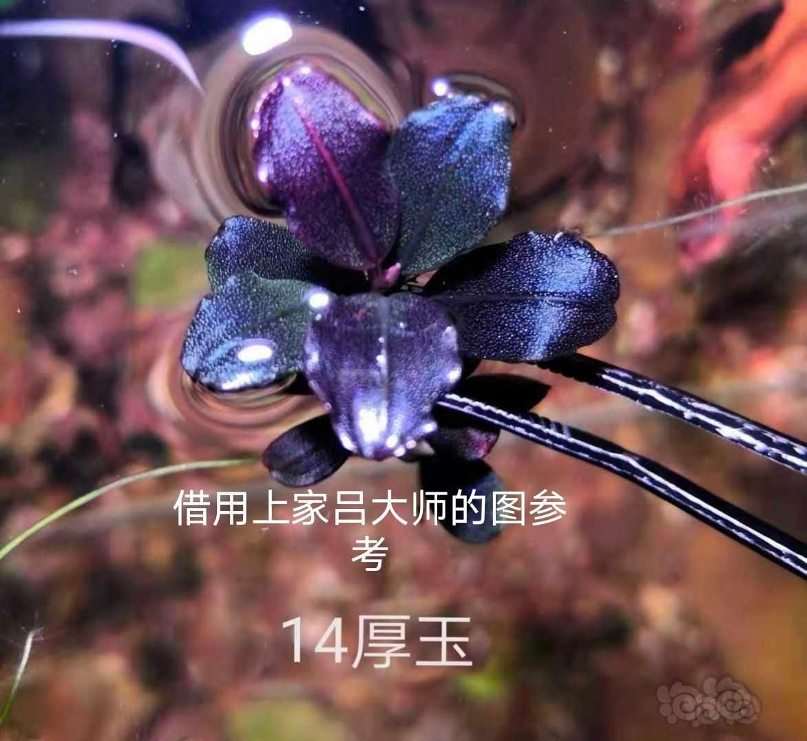 【辣椒榕】数码海 14厚玉-图9