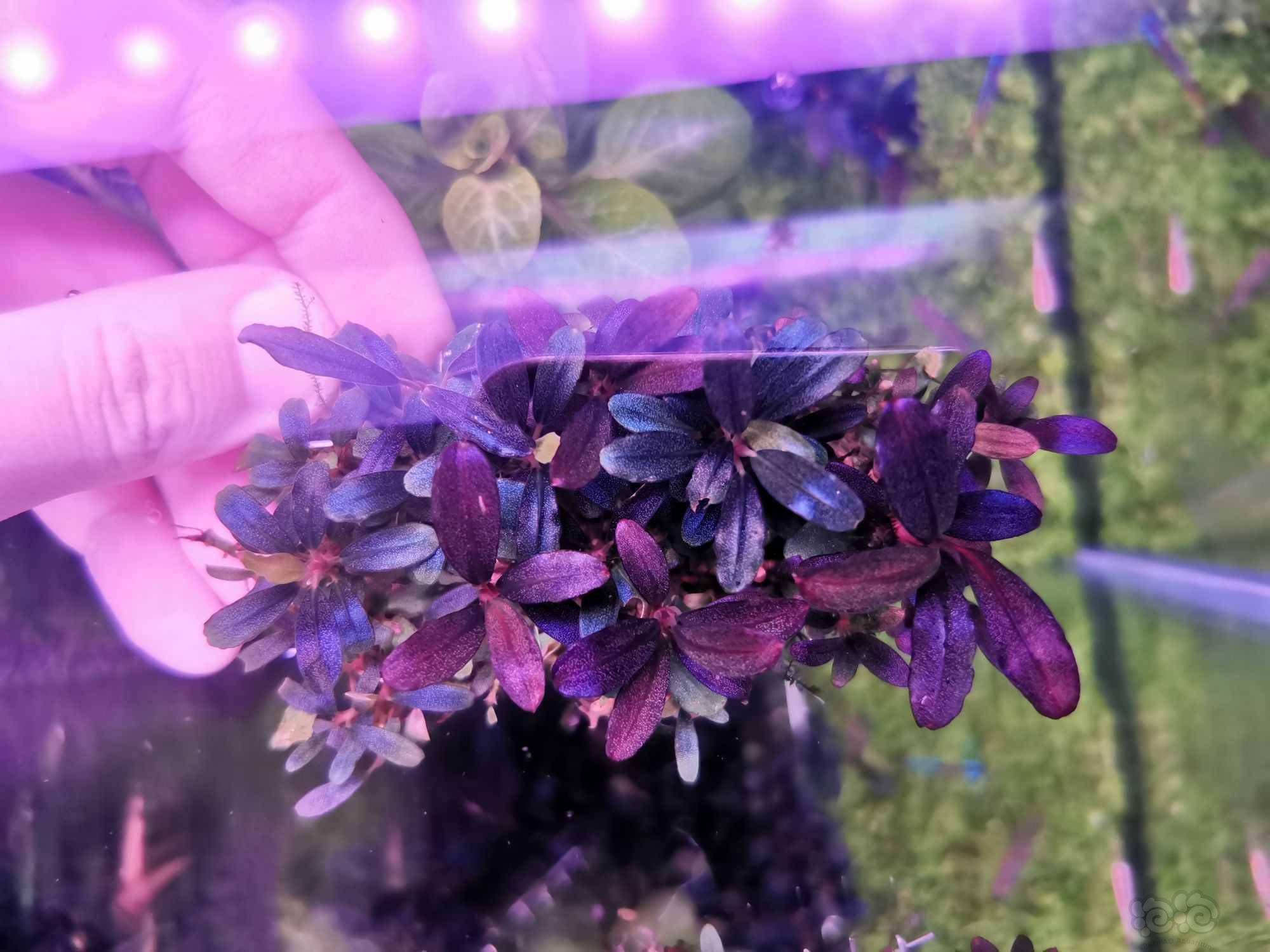 迷你辣椒榕-图4