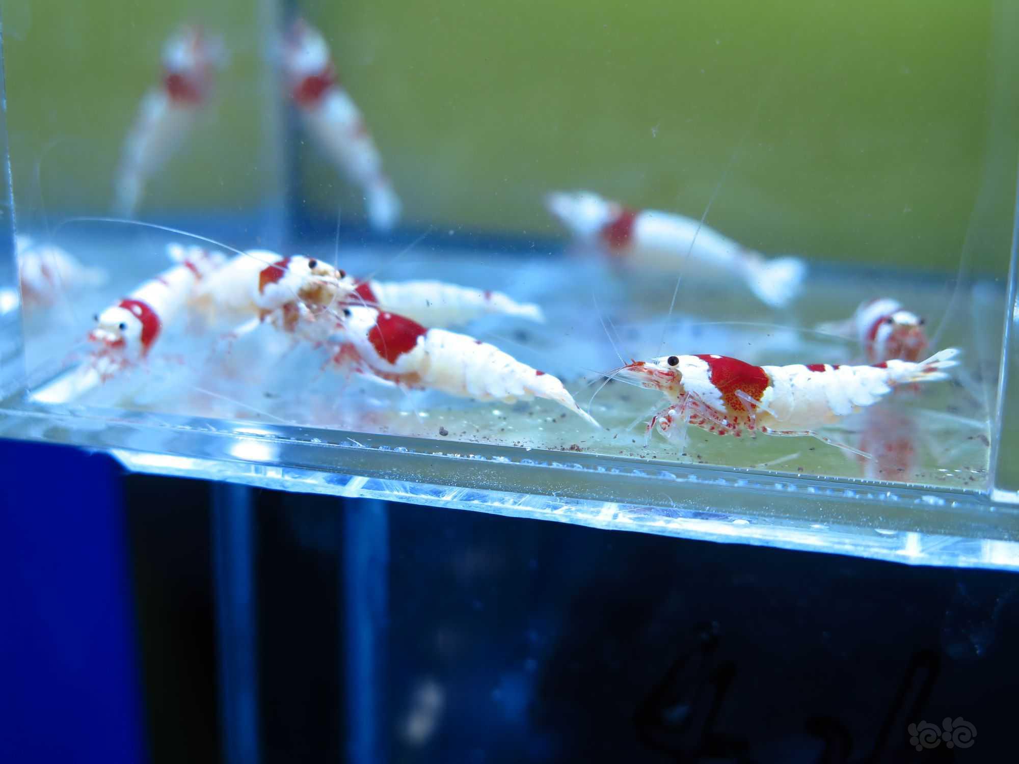 【虾】2021-11-1#RMB拍卖红白繁殖组3公8母-图2