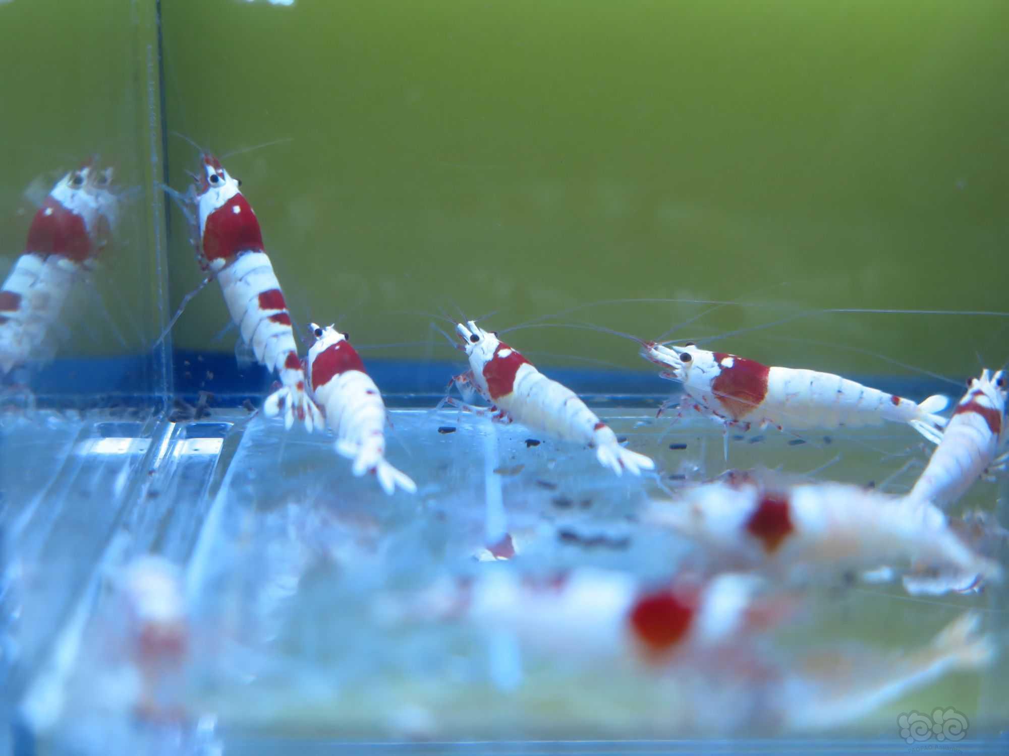 【虾】2021-11-1#RMB拍卖红白繁殖组3公8母-图5