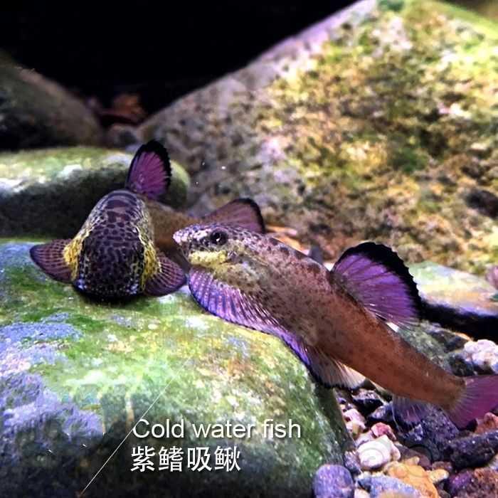 出紫鳍吸鳅，麦氏吸鳅，长汀吸鳅-图2