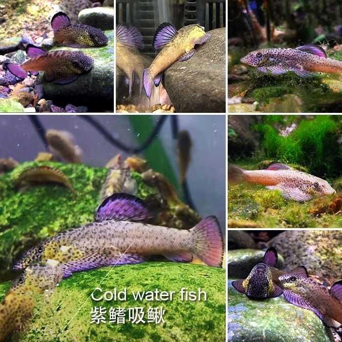 出紫鳍吸鳅，麦氏吸鳅，长汀吸鳅-图1