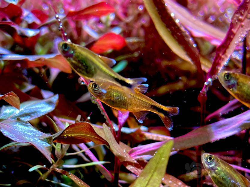 【灯科鱼】灯鱼-图1