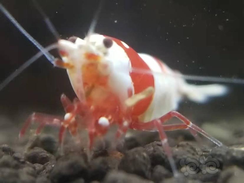 【虾】2021-11-26#RMB拍卖#精品红白水晶虾4只-图5