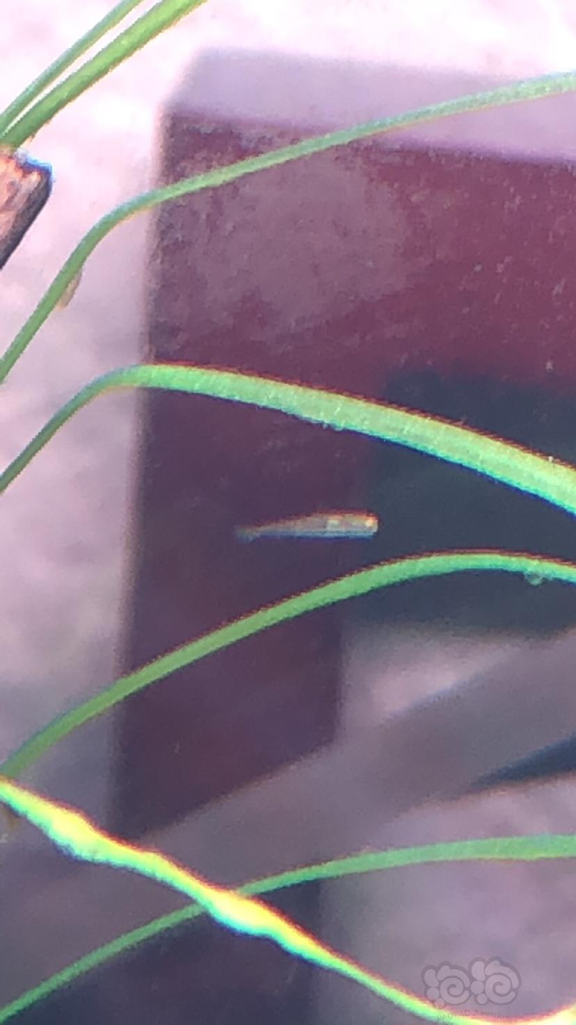【其它】一个养虾的草缸里突然出现一条鱼苗-图1