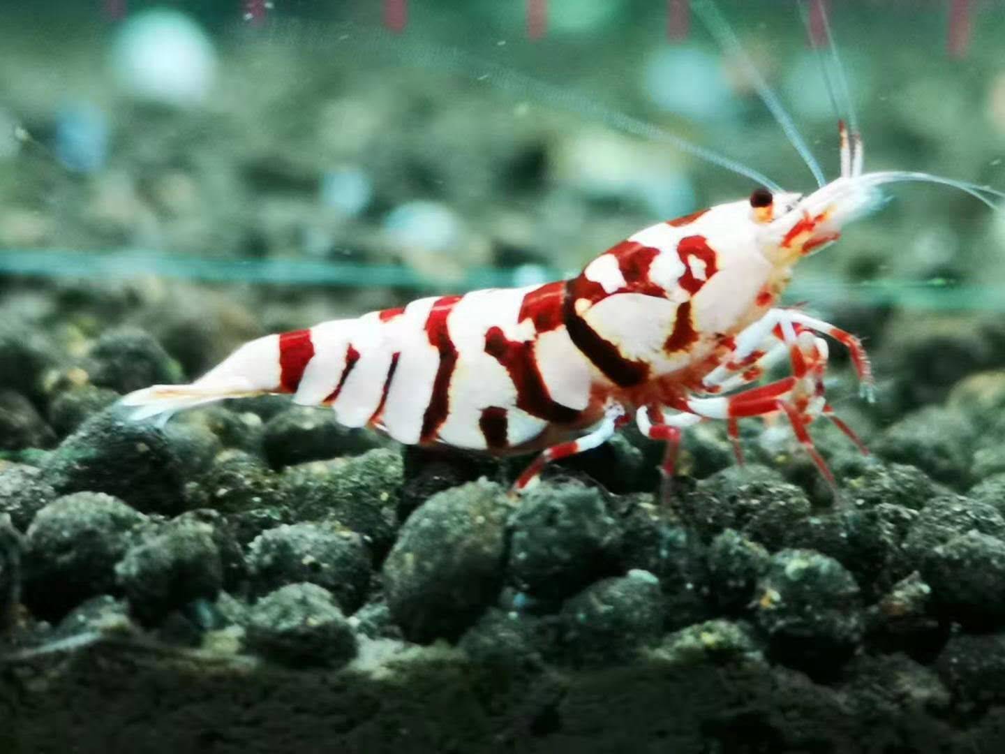 【交流】有那个熊猫燕要出的么