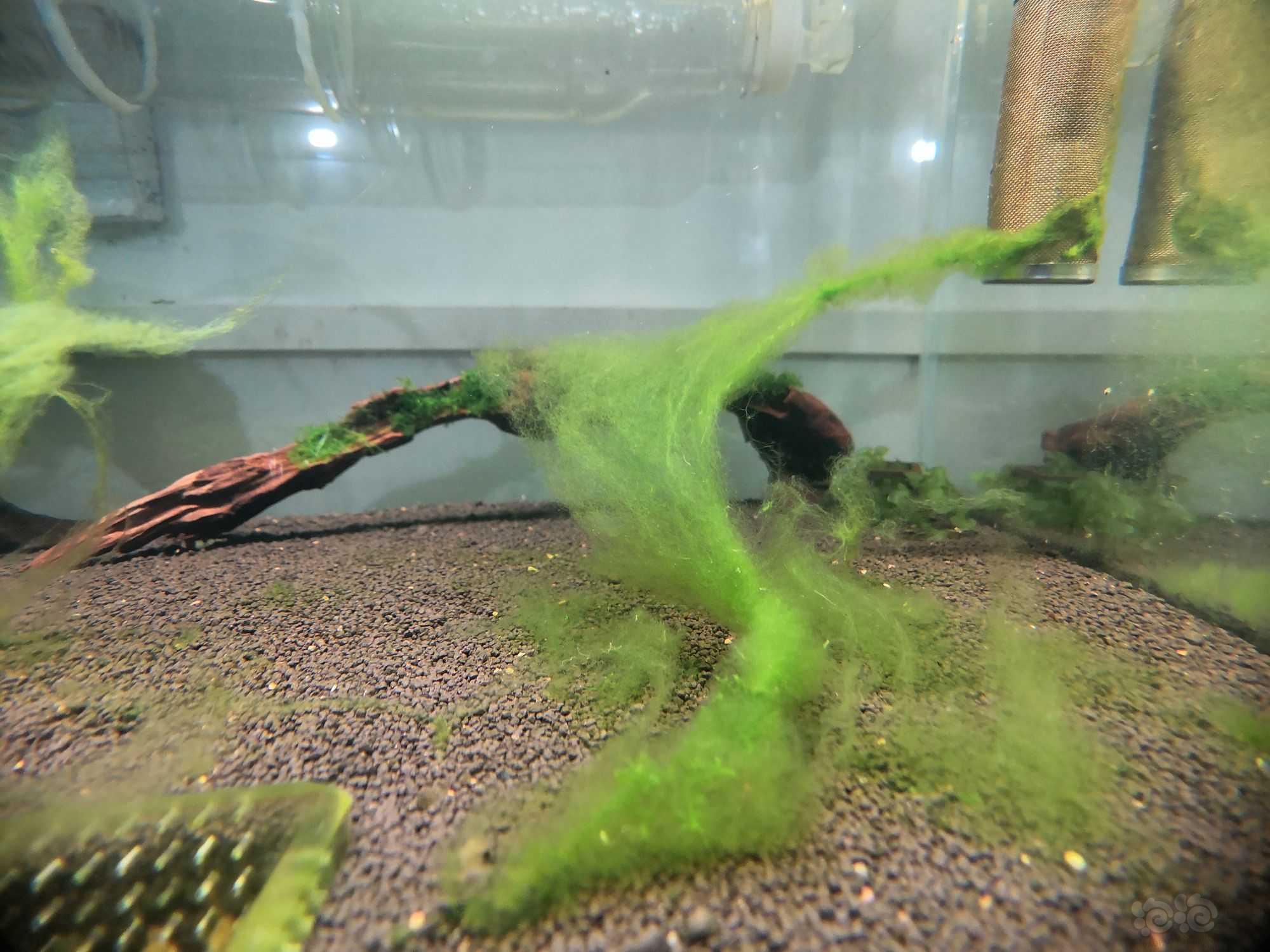 新开的缸绵藻泛滥成灾-图3