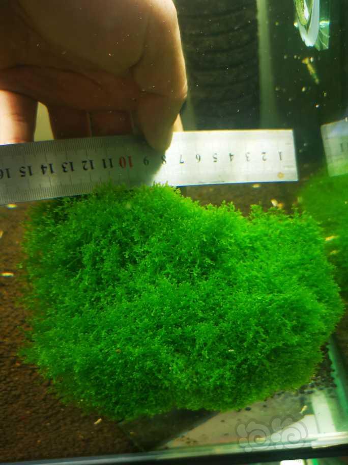 【水草】2021-11-30日拍卖珊瑚莫斯一份-图3