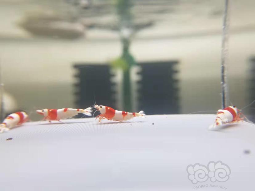 【虾】2021-11-26#RMB拍卖#精品红白水晶虾4只-图9