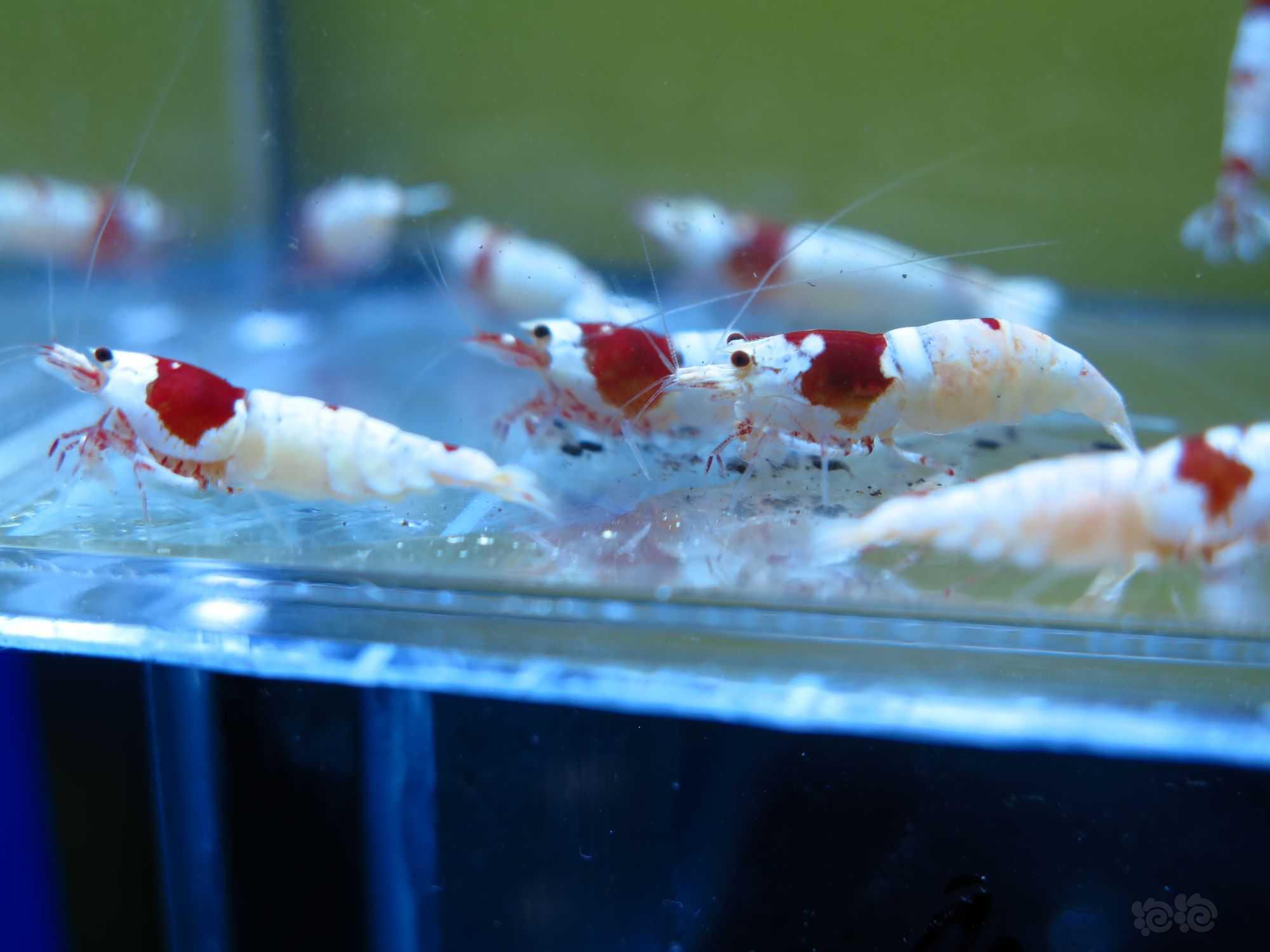【虾】2021-11-1#RMB拍卖红白繁殖组3公8母-图4