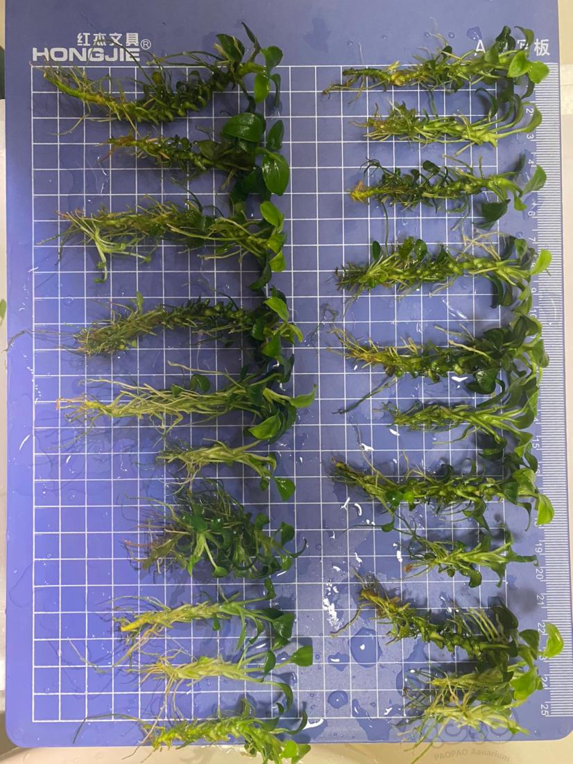 迷你榕繁殖茎和群-图2