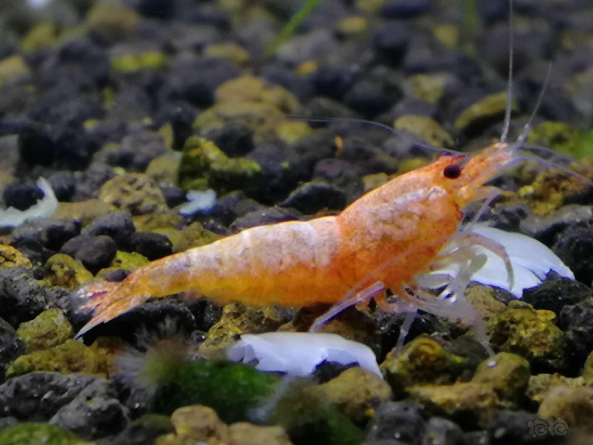 粉红金刚水晶虾-图2