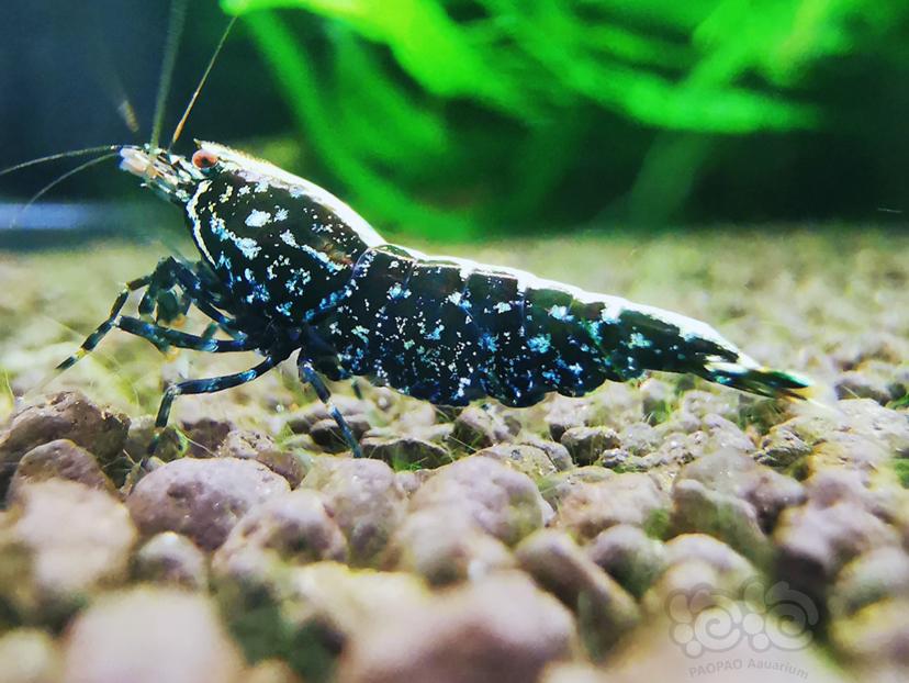 【虾】2021-11-05#RMB拍卖 改良雪花黑银河母虾一只-图2