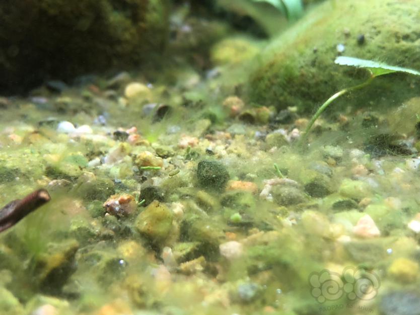 求教大神，1米原生缸暴藻，是丝藻？绒毛藻还是什么藻-图2