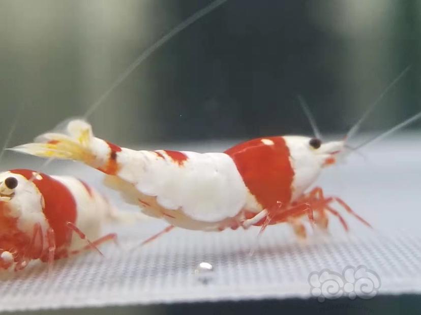 【虾】2021-11-26#RMB拍卖#精品红白水晶虾4只-图7