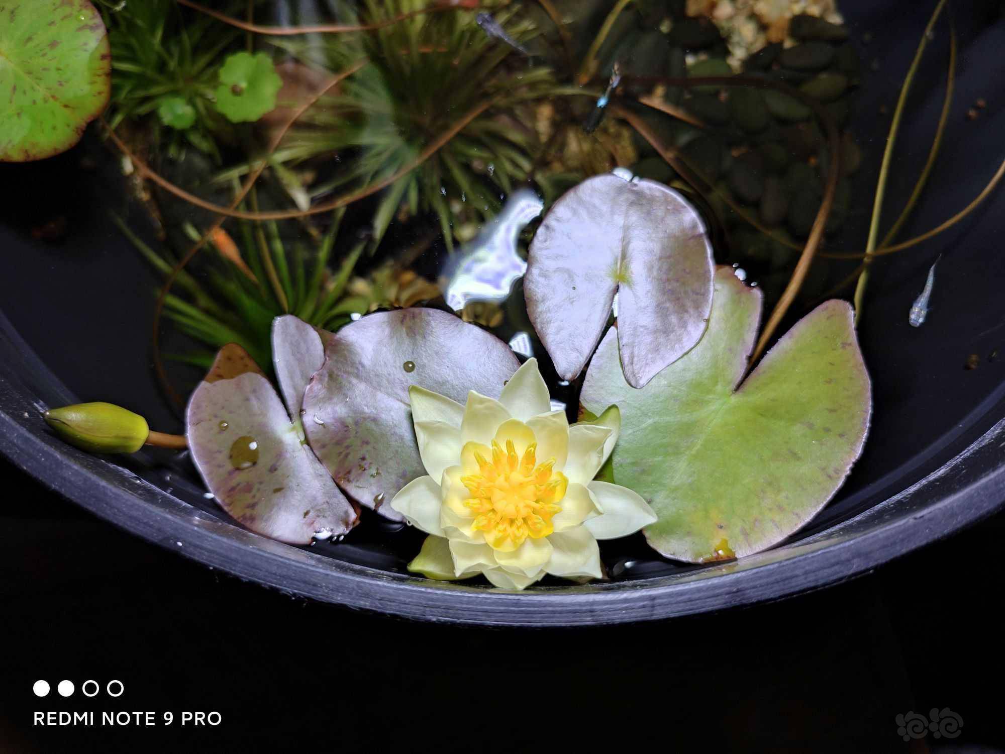【水培】室内盆养睡莲(海尔芙拉)-图2