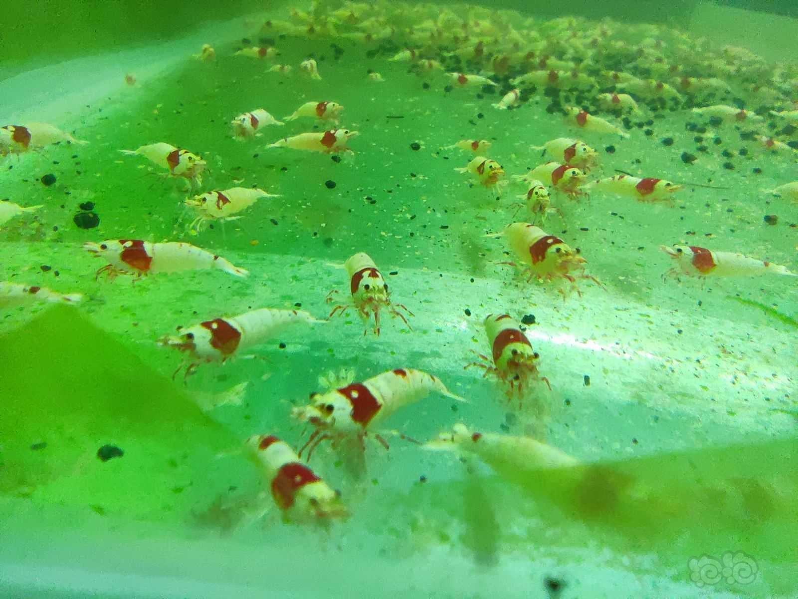 红白纯血水晶虾，繁殖组-图2
