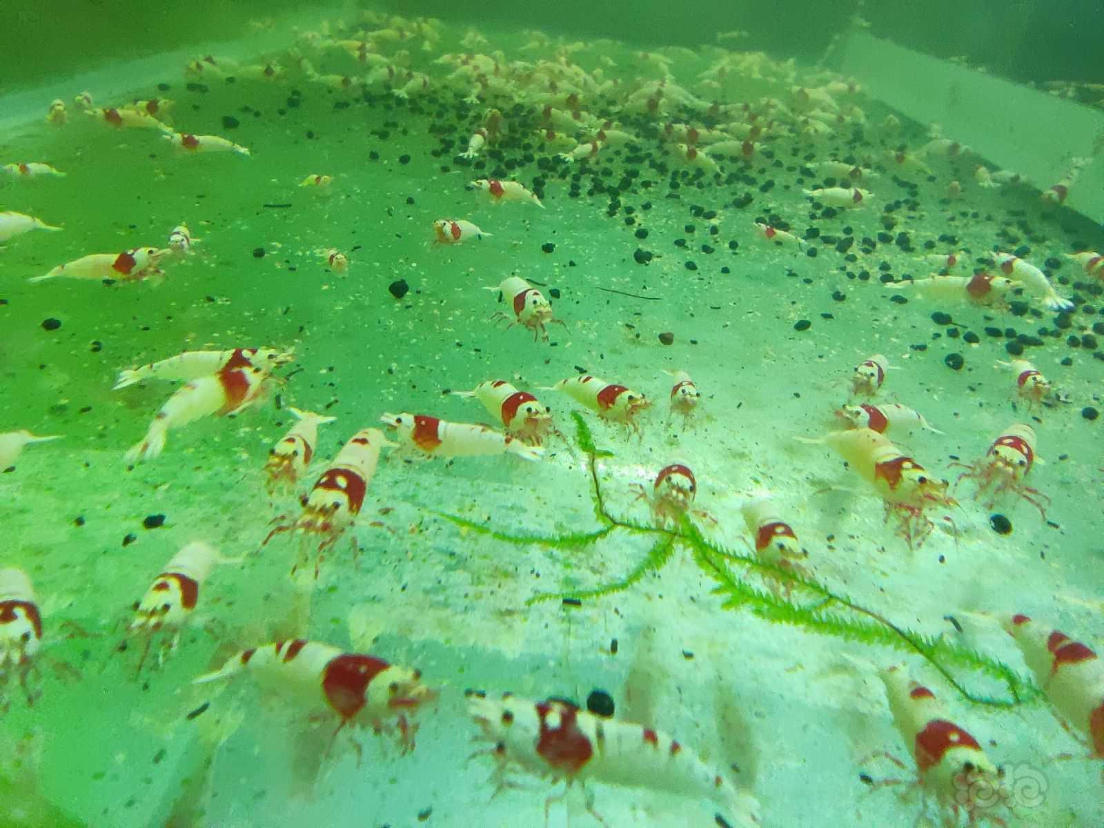 红白纯血水晶虾，繁殖组-图1