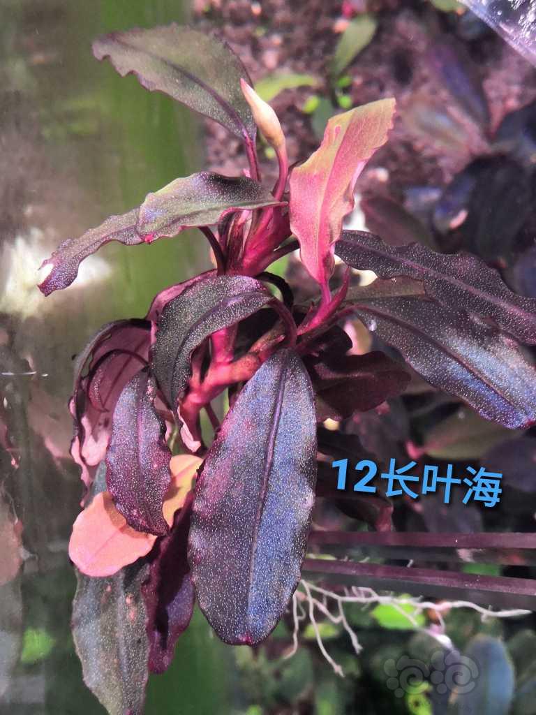 【用品】2021-11-15#RMB拍卖#辣椒榕1份-图3