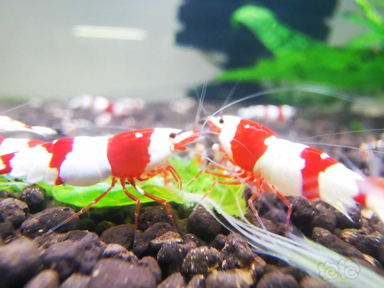 红白三段水晶虾。-图4
