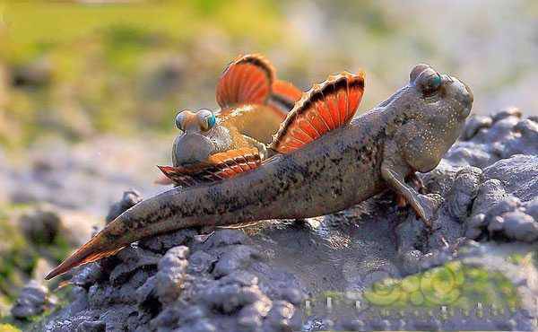 出售网红跳跳鱼 虎纹虾 蜜蜂虾 吸鳅 虾虎等-图1