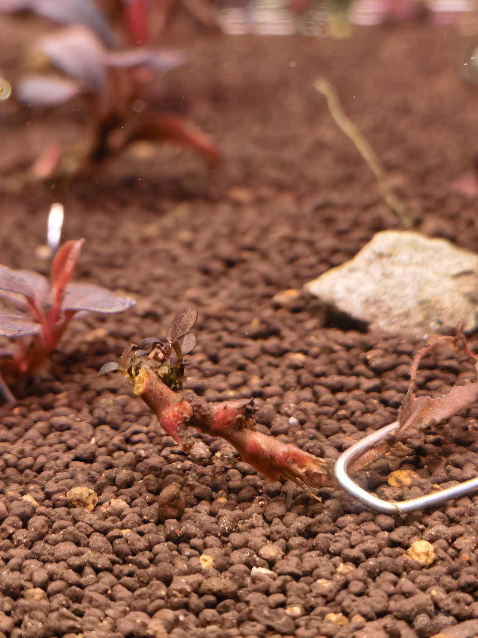 木质茎上的黑海