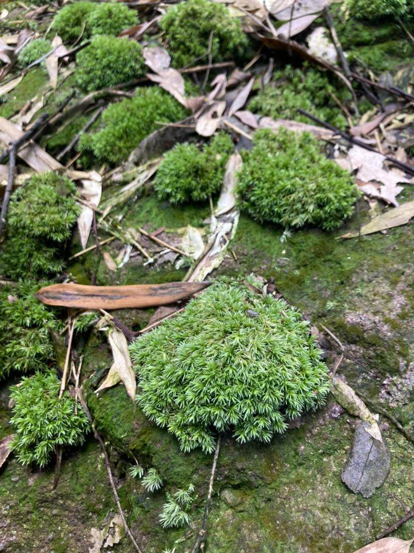 【苔藓】白发苔藓-图4