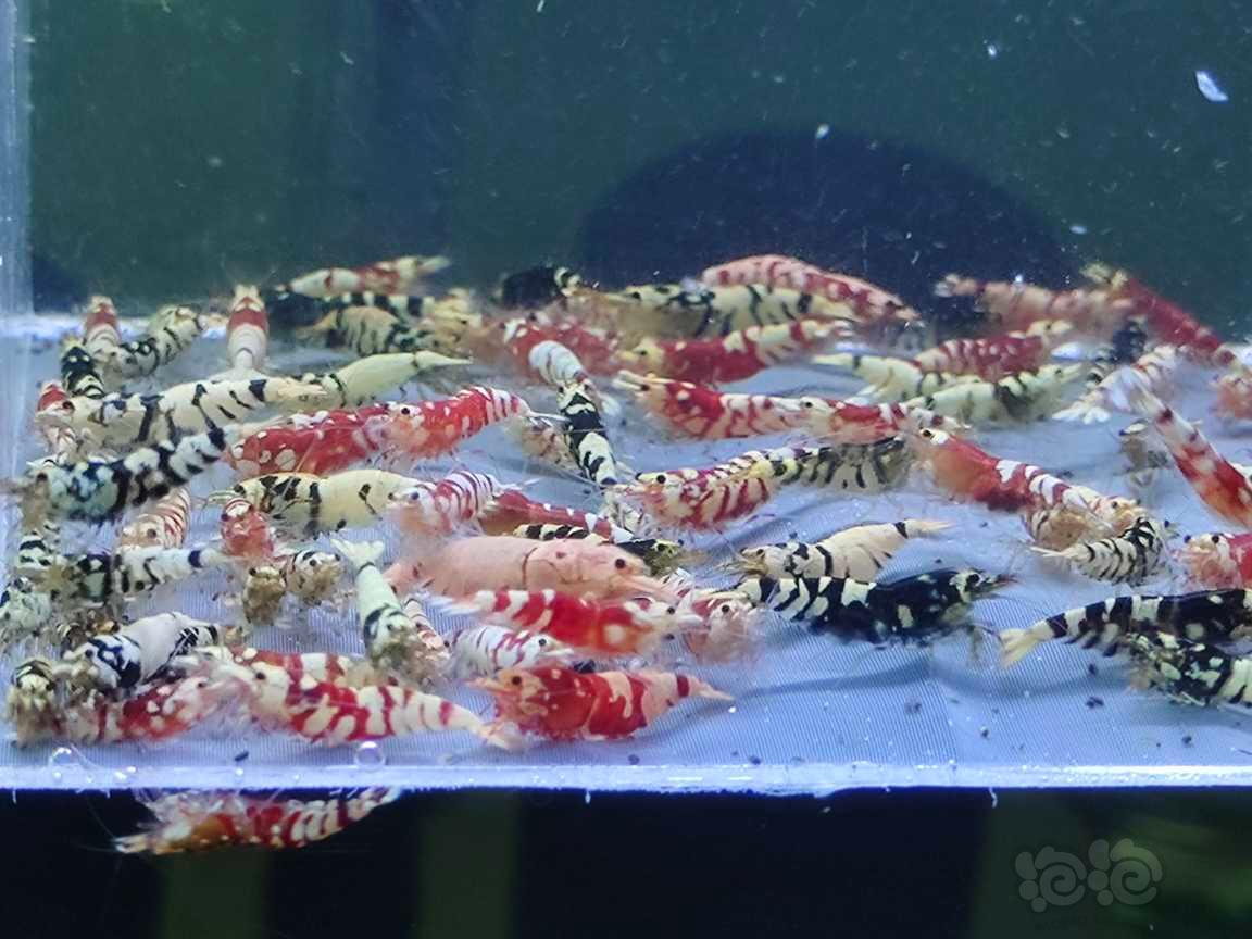 【水晶虾】水晶虾-图8