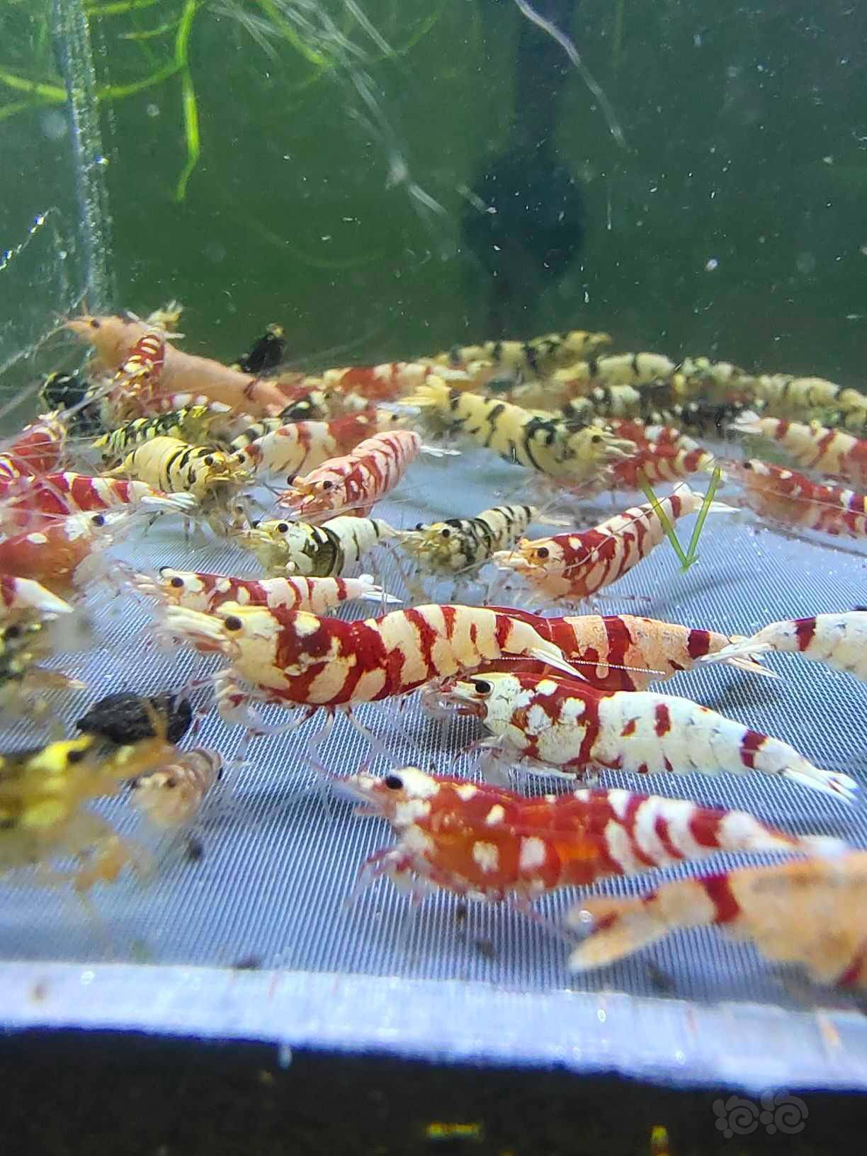 水晶虾 - 泡泡水族