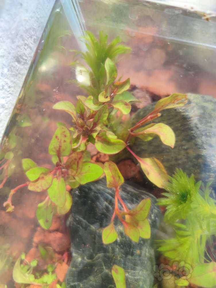 这是什么水草 泡泡水族