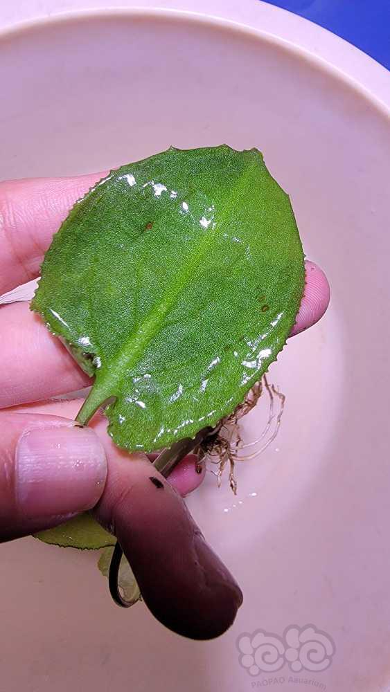 马来西亚产野株，粗纹西瓜，绿圣翠，mini圣翠，浪琴-图5
