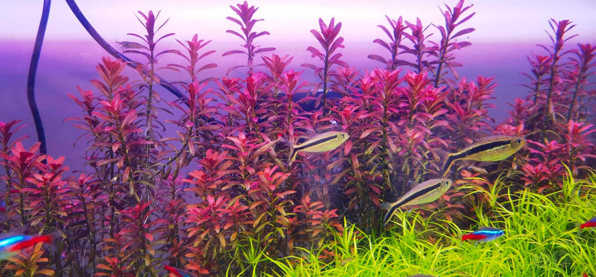 夕烧，日本箦藻，赤焰灯芯-图2