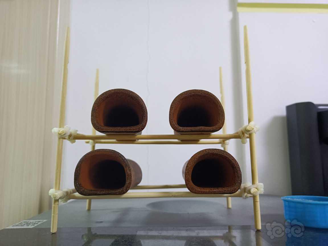 用一次性筷子自制繁殖罐支架，简单实用-图1
