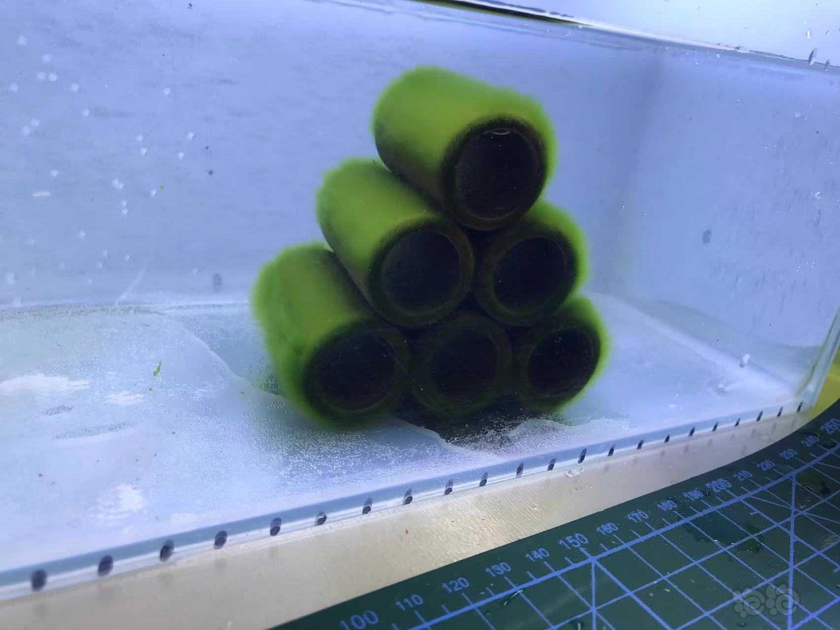 【用品】2021-11-29RMB拍卖#短绒藻六管藻件-图1
