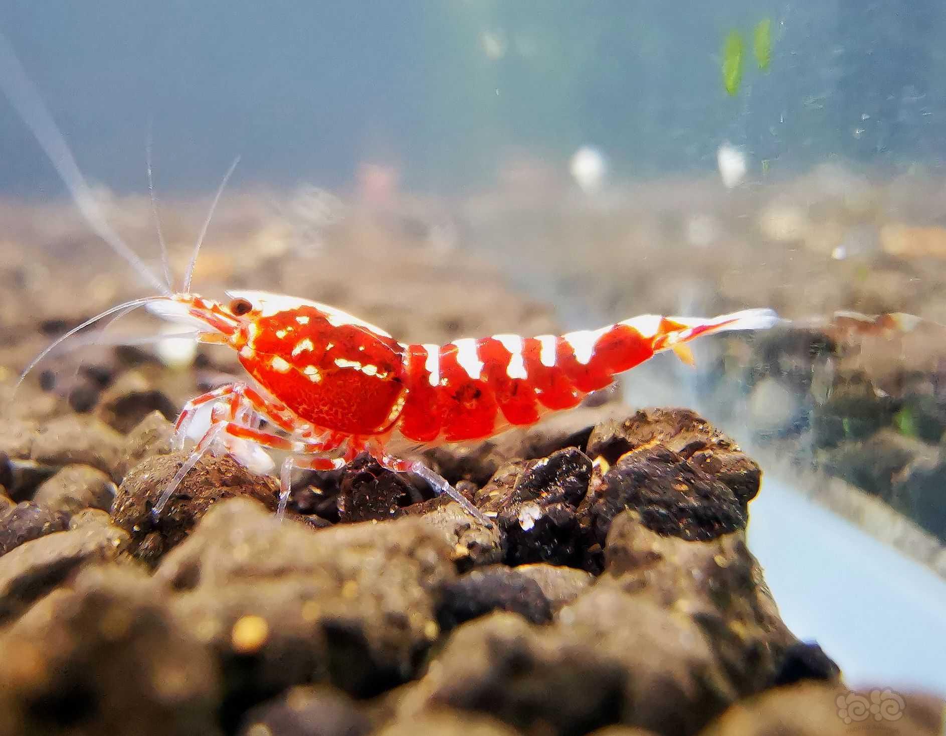 【虾】2021-11-20#RMB拍卖红银河苗子6只-图6