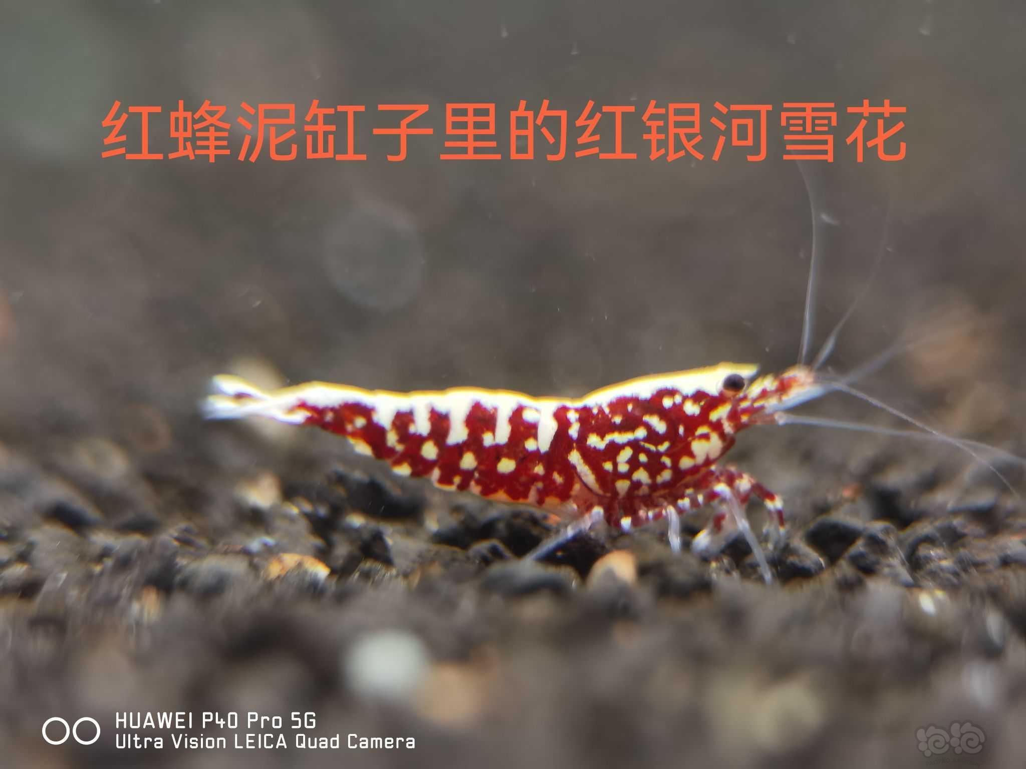 【用品】2021-11-4#RMB拍卖#日本原装进口红蜂水晶虾泥-图2
