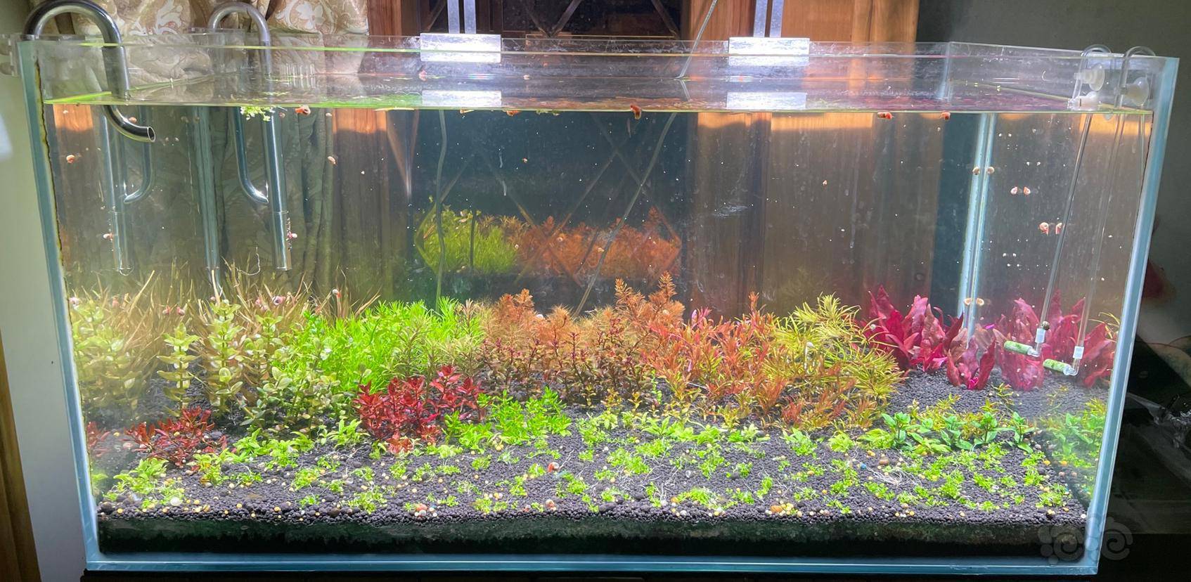 病怏怏的水草 求推荐平民价的根肥 泡泡水族