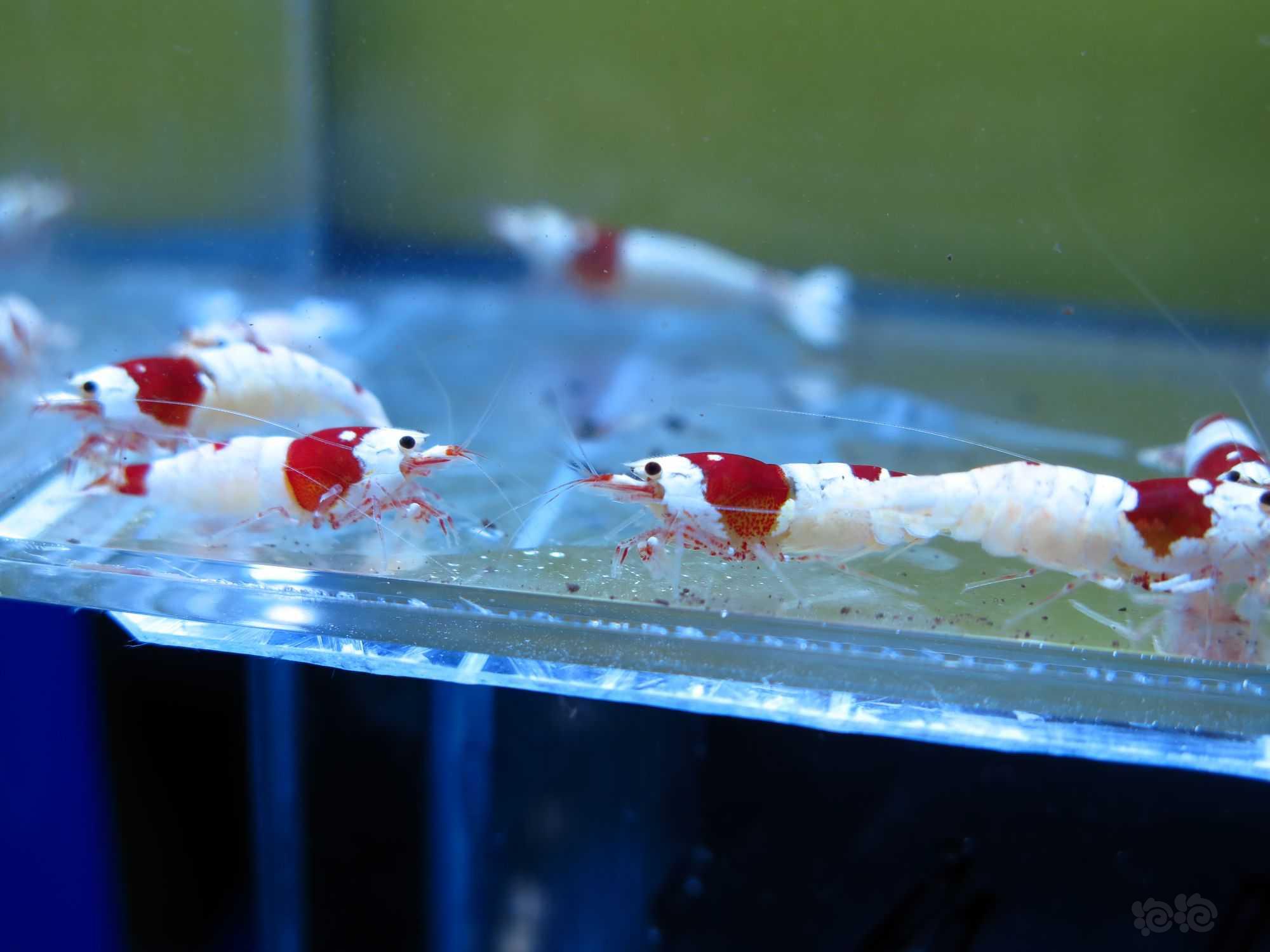 【虾】2021-11-1#RMB拍卖红白繁殖组3公8母-图3