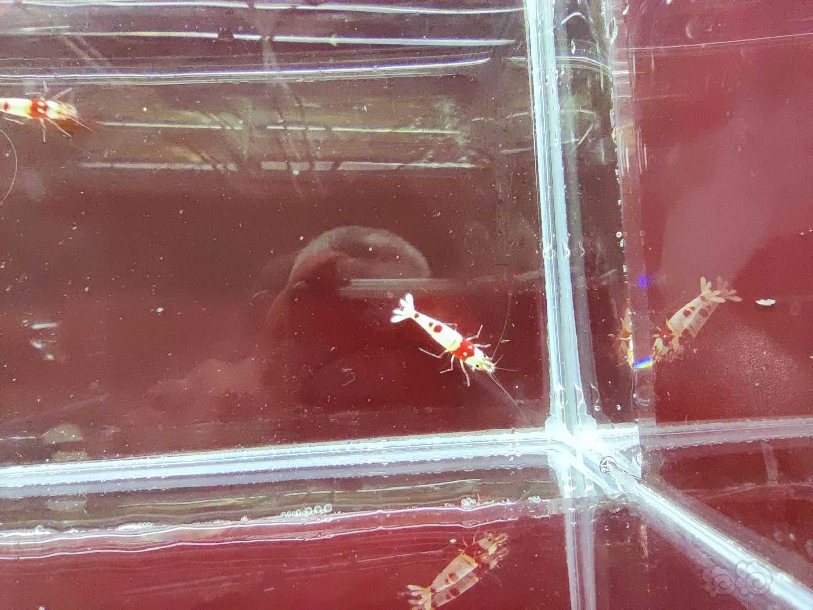 红白纯血水晶虾，繁殖组-图5
