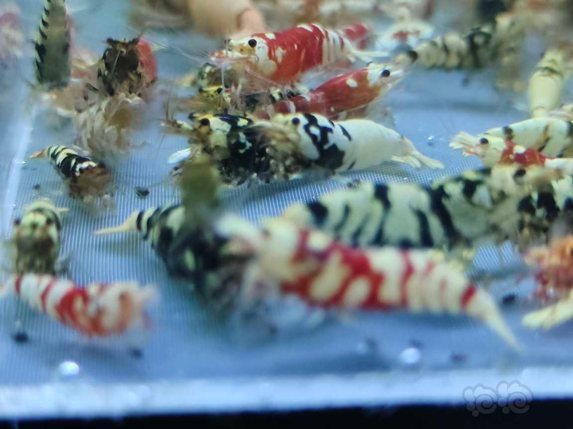 【水晶虾】水晶虾-图5
