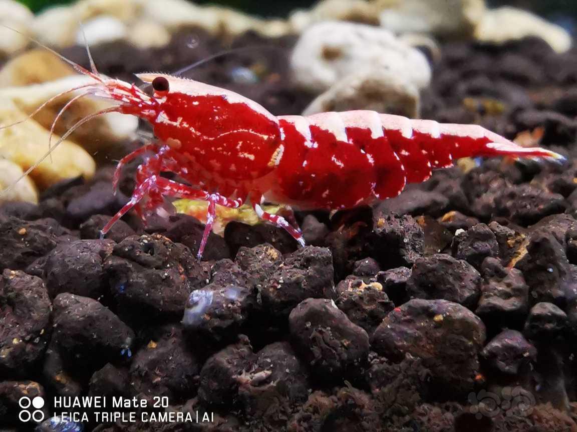 【虾】2021-12-20RMB拍卖#红银河星钻水晶虾母虾2只-图4