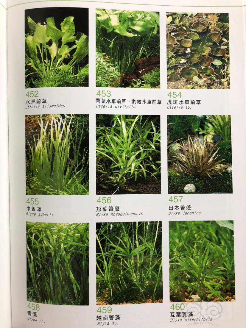 《全新水草600种图鉴》绝版好书，不多了。喜欢的别犹豫了-图3