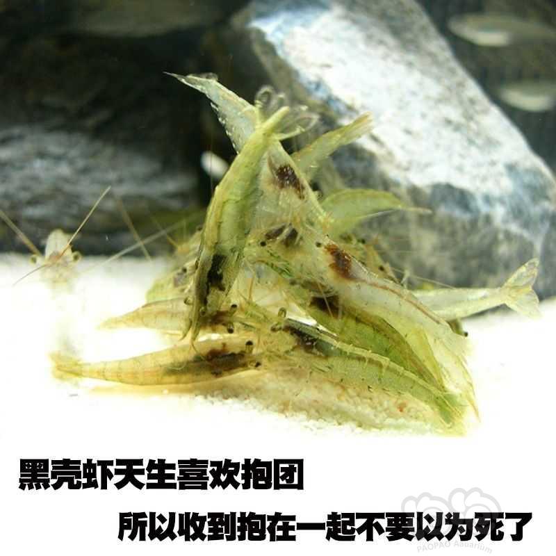 黑壳虾除藻虾口粮虾-图5