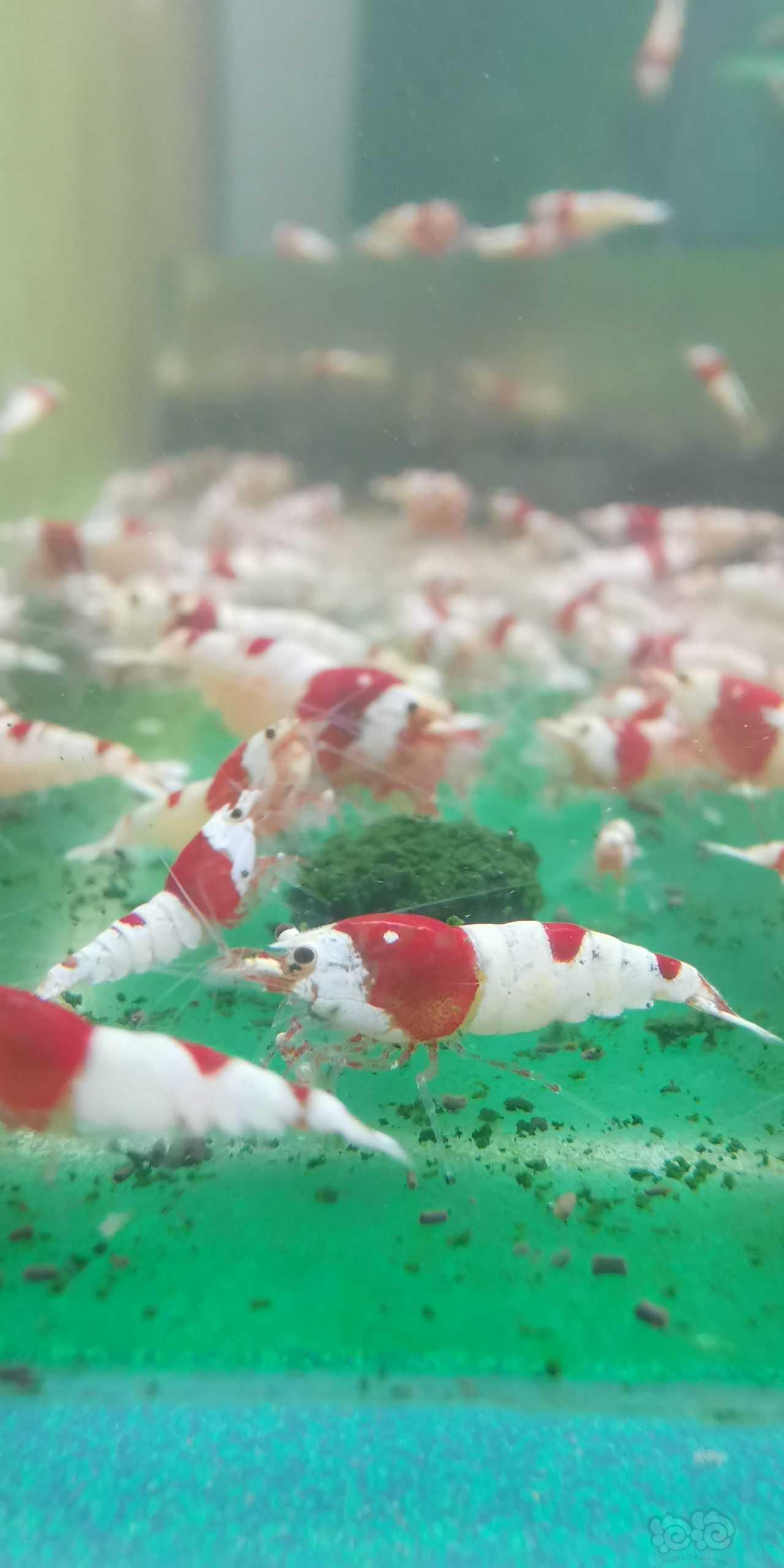 水晶虾爱吃的饲料-图4