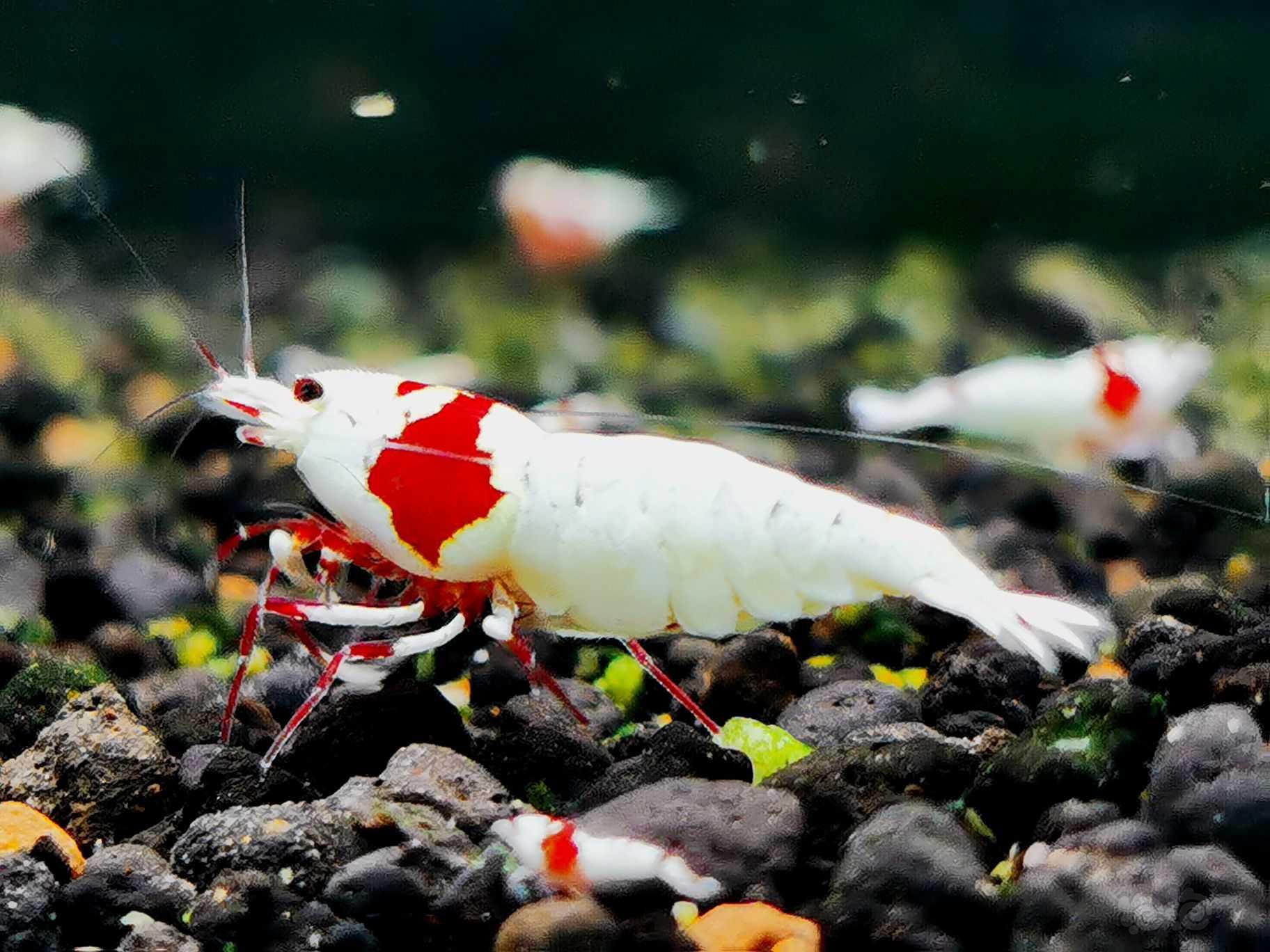 【虾】2021-12-11#RMB拍卖红白白躯辉煌繁殖组一组-图1