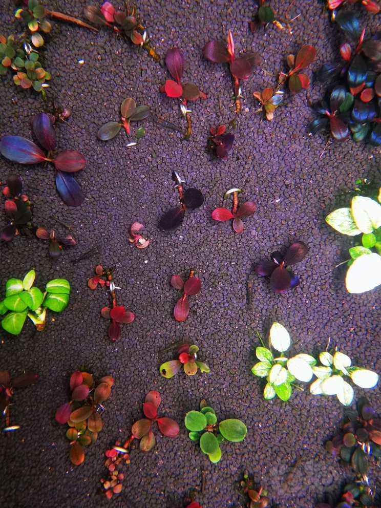 防藻，抗藻-圖1