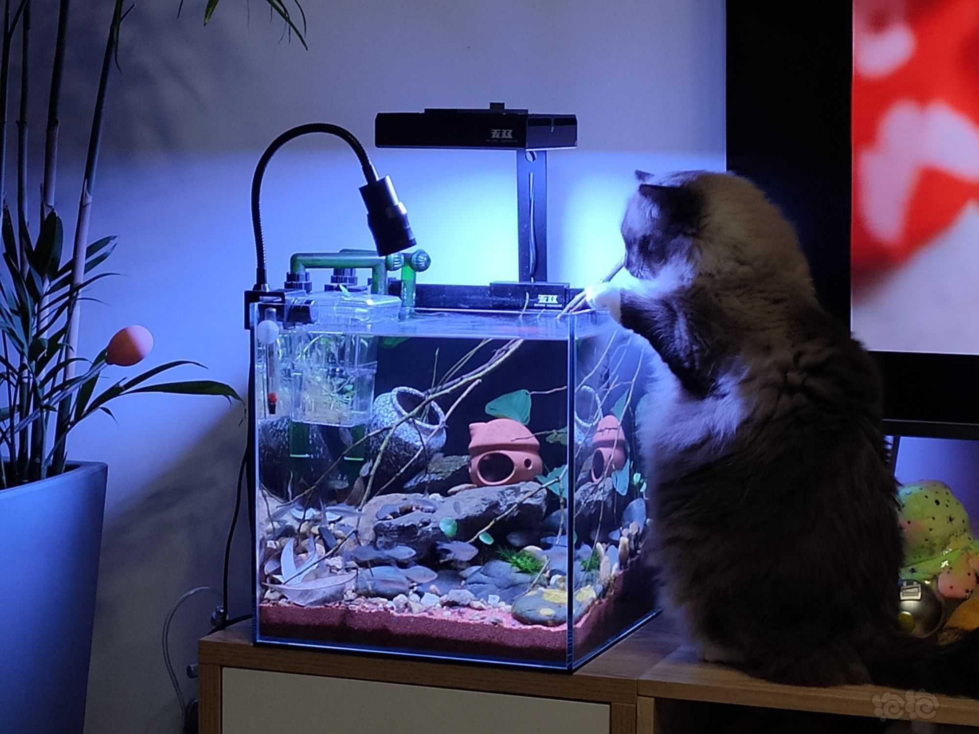 小猫玩鱼-图1