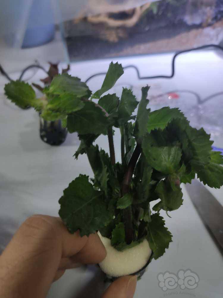 这是什么水草 泡泡水族