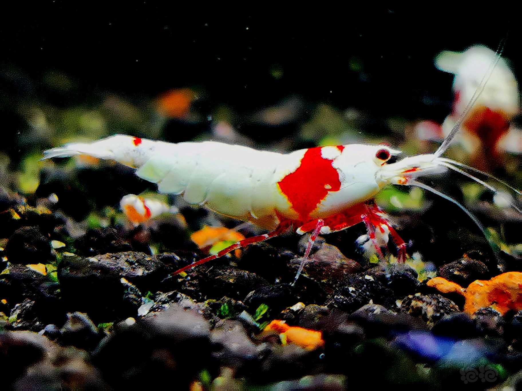 【虾】2021-12-11#RMB拍卖红白白躯辉煌繁殖组一组-图6